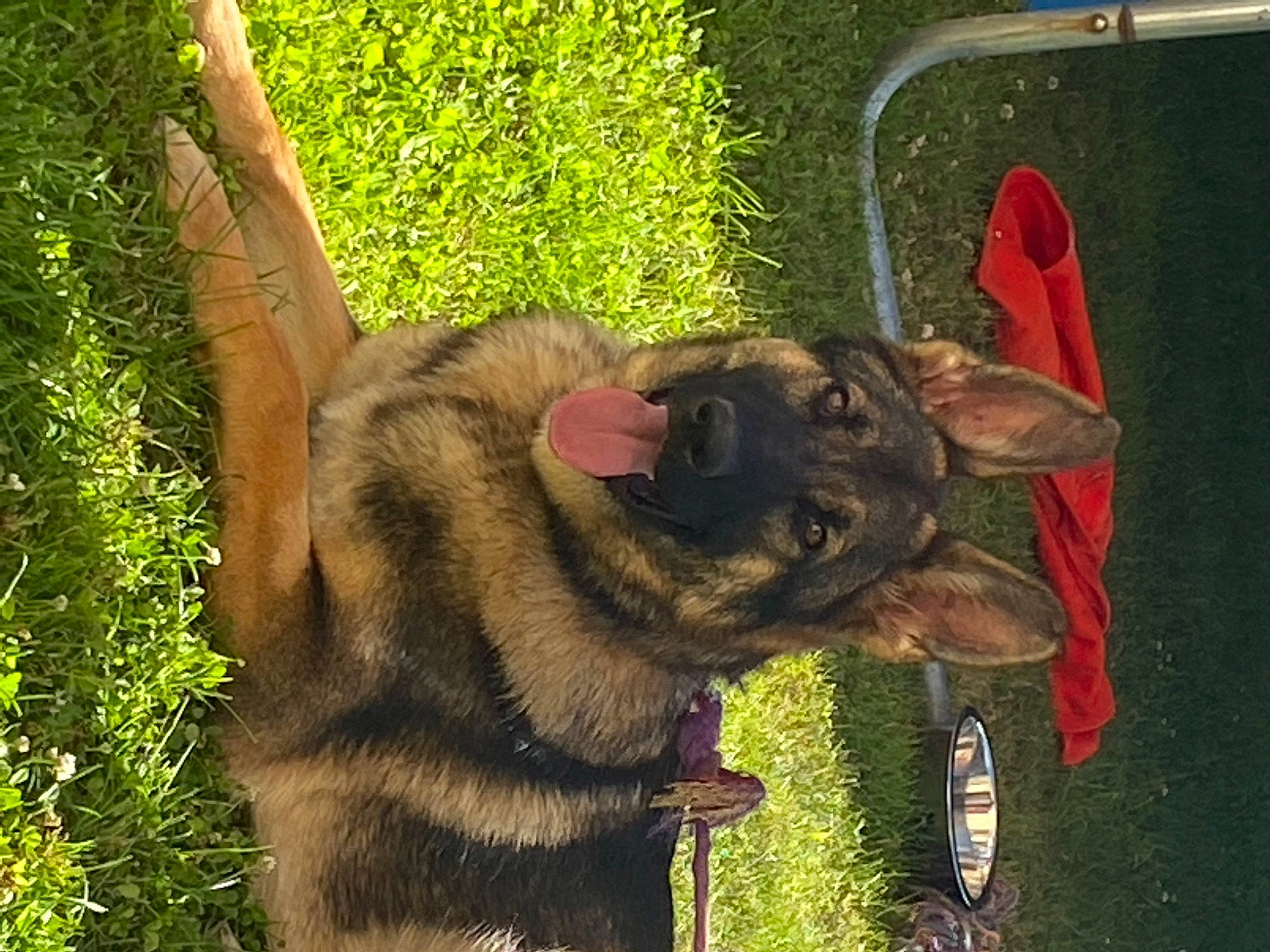 Stella