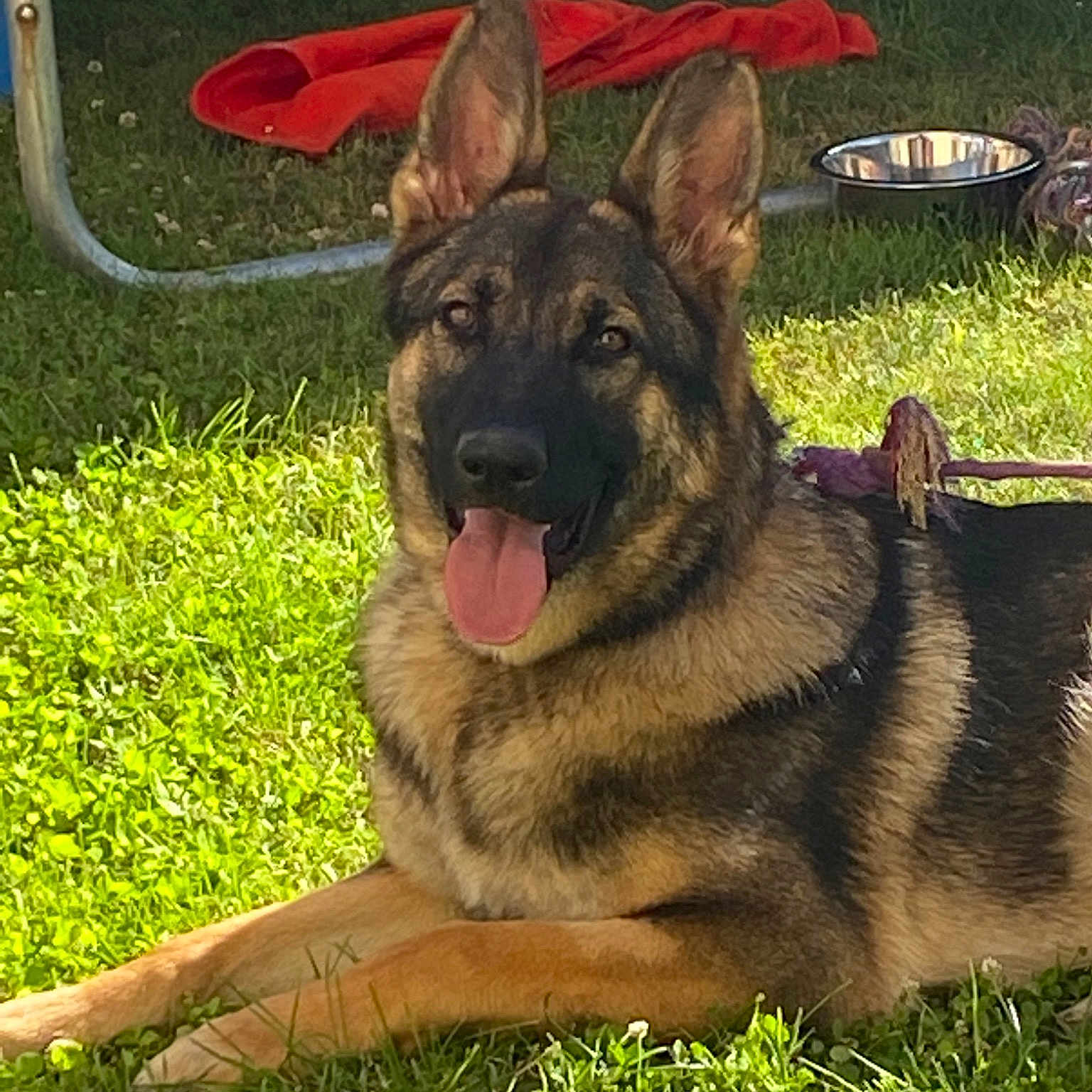 Stella