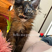 Bella participe au concours pour gagner de l'argent avec cette photo : kitten, cat, tortoiseshell, pet, indoor, toy, feathers, fur, animal, cute, closeup, curious, eyes, whiskers, bedroom, furniture, door, soft, playful, young