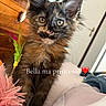 kitten, cat, tortoiseshell, pet, indoor, toy, feathers, fur, animal, cute, closeup, curious, eyes, whiskers, bedroom, furniture, door, soft, playful, young