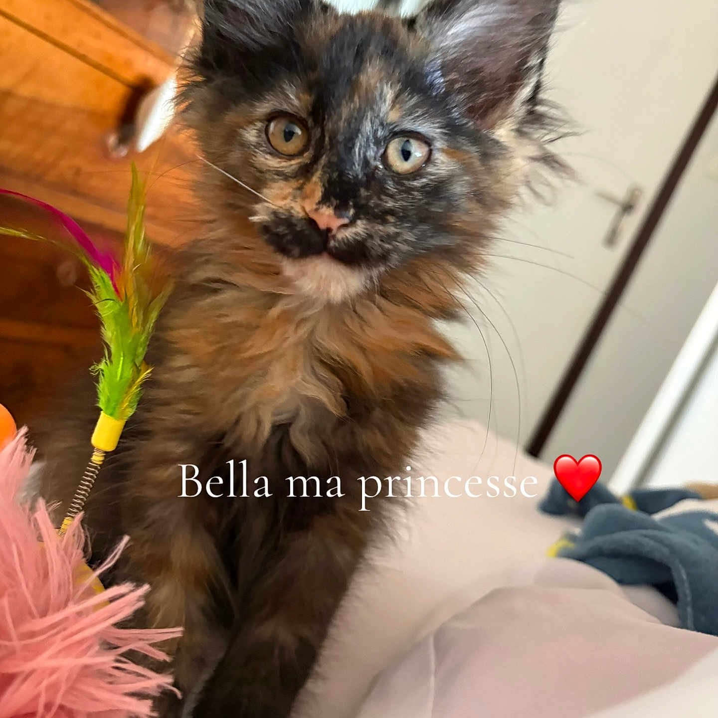 Bella participe au concours pour gagner de l'argent avec cette photo : kitten, cat, tortoiseshell, pet, indoor, toy, feathers, fur, animal, cute, closeup, curious, eyes, whiskers, bedroom, furniture, door, soft, playful, young