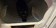 Bandit joined the competition — help win amazing prizes! cat, black_cat, dryer, appliance, indoor, pet, curious, animal, yellow_eyes, fur, domestic_cat, home, machine, metal, white, closeup, looking, staring, container, household