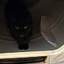 cat, black_cat, dryer, appliance, indoor, pet, curious, animal, yellow_eyes, fur, domestic_cat, home, machine, metal, white, closeup, looking, staring, container, household