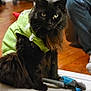 Bandit joined the competition — help win amazing prizes! cat, black_cat, hoodie, green_hoodie, pet_carrier, indoor, wooden_floor, furniture, leather_chair, person, jeans, pet, animal, sitting, looking, furry, domestic_cat, household, toy, relaxed