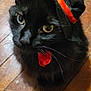Bandit joined the competition — help win amazing prizes! cat, black_cat, hat, orange_ribbon, bow_tie, wooden_floor, pet, animal, indoor, curious_eyes, feline, whiskers, close_up, adorable, costume, cute, domestic_cat, looking_up, fluffy, portrait