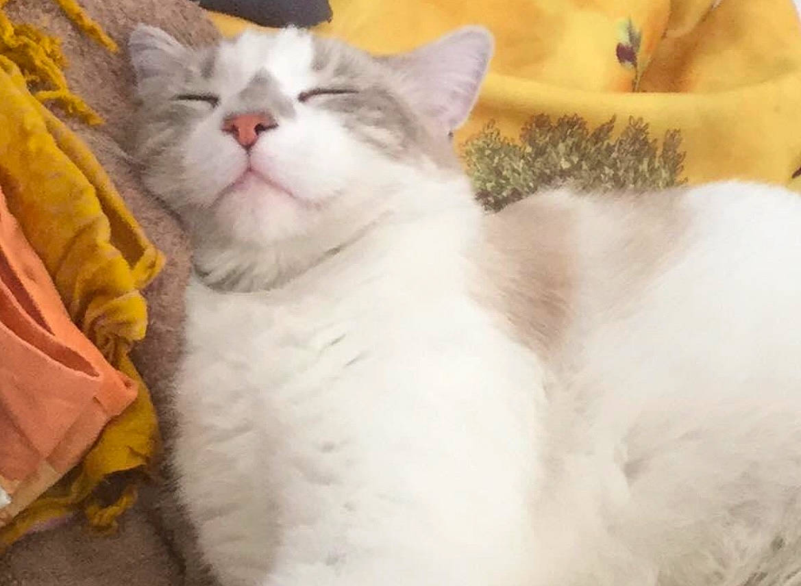 Indigo a rejoint le concours — aidez-le/la à gagner de superbes lots ! carnivore, cat, cat_supply, comfort, domestic_short_haired_cat, fawn, felidae, fur, paw, small_to_medium_sized_cats, tail, whiskers