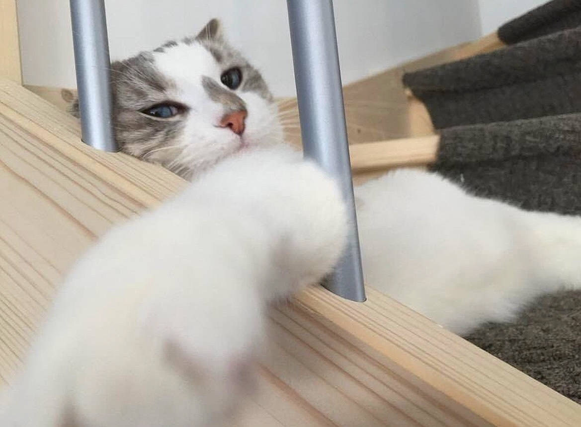 Indigo a rejoint le concours — aidez-le/la à gagner de superbes lots ! carnivore, cat, claw, comfort, domestic_short_haired_cat, fawn, felidae, flooring, fur, hardwood, mammal, paw, pet_supply, small_to_medium_sized_cats, snout, tail, vertebrate, whiskers, wood