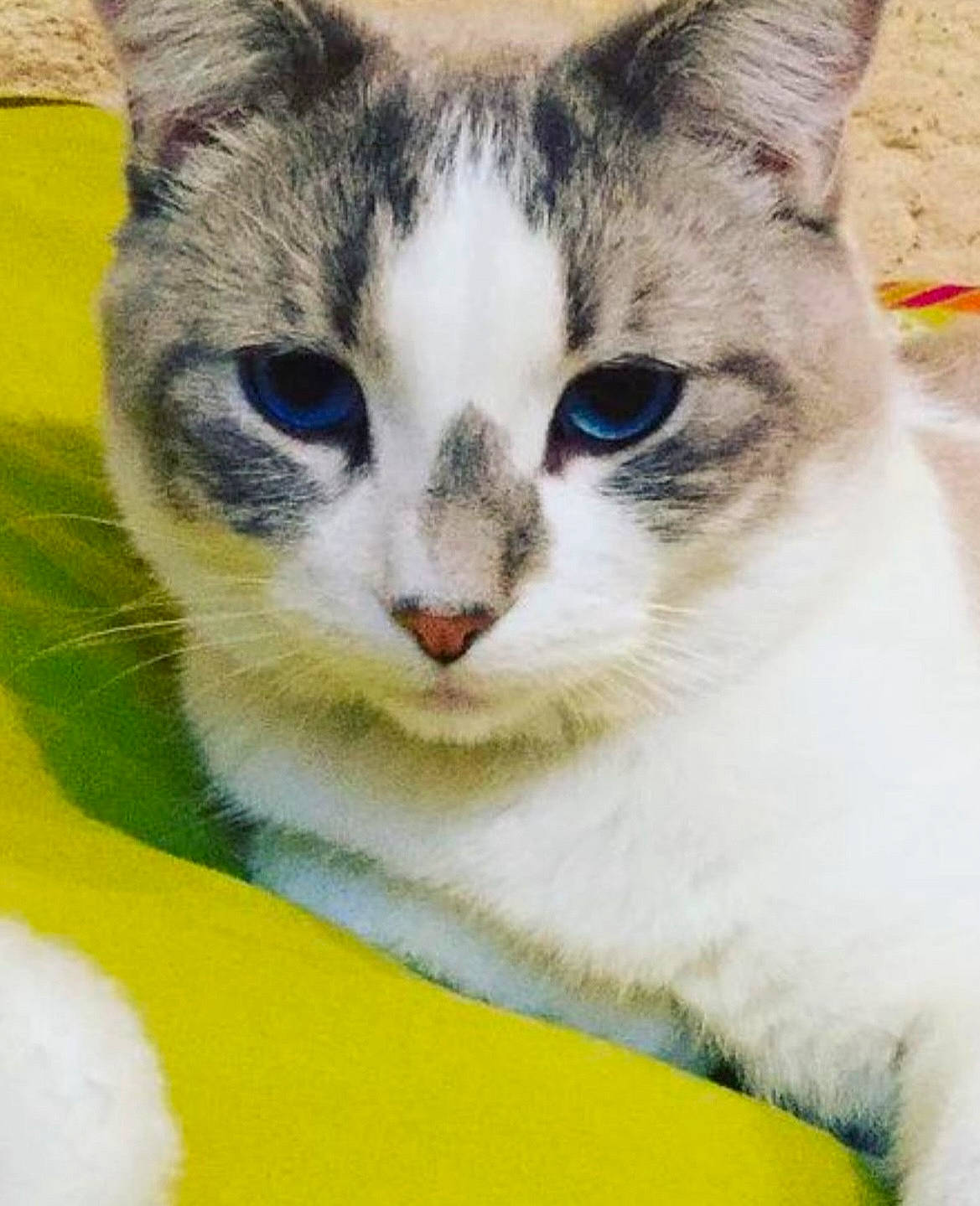 Indigo participe au concours pour gagner de l'argent avec cette photo : art, carnivore, cat, domestic_short_haired_cat, eye, felidae, fur, head, iris, paint, paw, photo_caption, plant, small_to_medium_sized_cats, snout, terrestrial_animal, tree, whiskers