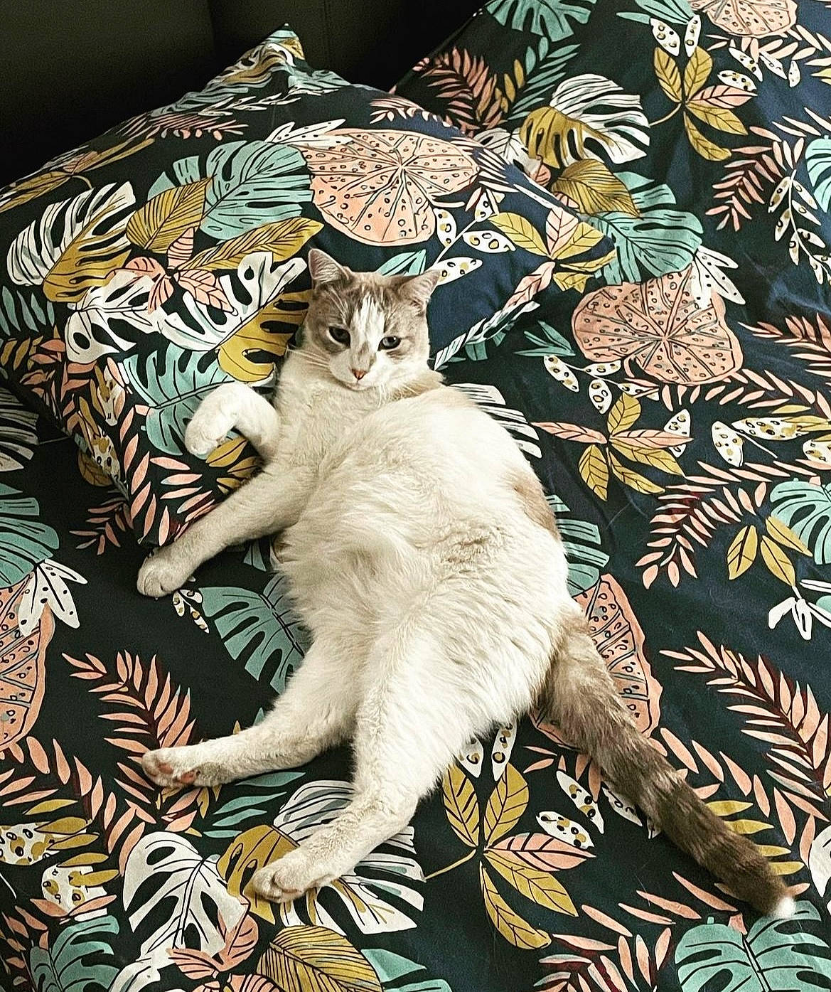 Indigo a rejoint le concours — aidez-le/la à gagner de superbes lots ! art, big_cats, carnivore, cat, domestic_short_haired_cat, felidae, fur, illustration, organism, painting, pattern, paw, plant, rectangle, small_to_medium_sized_cats, tail, terrestrial_animal, visual_arts, whiskers, wildlife