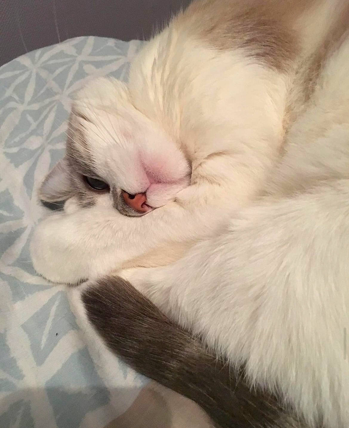 Indigo participe au concours pour gagner de l'argent avec cette photo : carnivore, cat, claw, comfort, companion_dog, domestic_short_haired_cat, ear, fang, fawn, felidae, foot, fur, nap, paw, sleep, small_to_medium_sized_cats, tail, whiskers