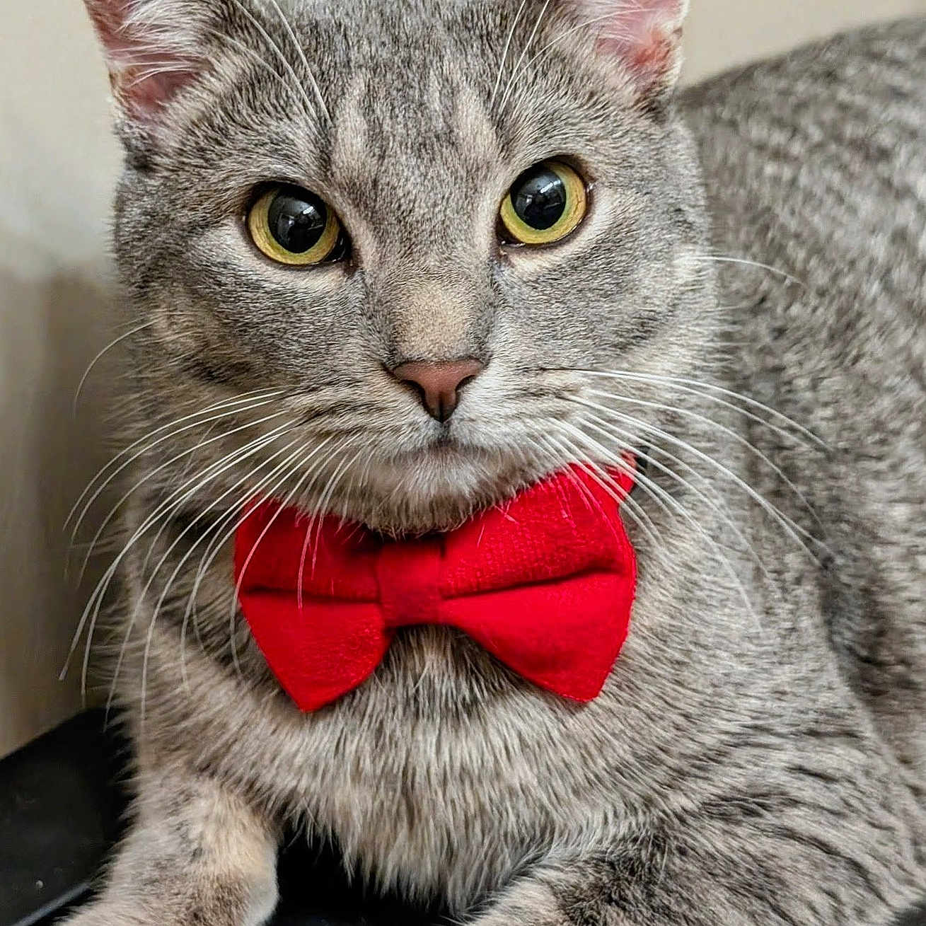 Niko is registered to the contest to win money with this photo: adorable, animal, bow_tie, cat, close_up, cute, domestic_cat, ears, feline, fur, gray_tabby, indoor, looking_at_camera, mammal, paw, pet, portrait, relaxed, whiskers, yellow_eyes