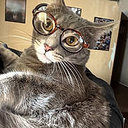 Milo is registered to the contest to win money with this photo: cat, glasses, indoor, gray_fur, whiskers, close_up, pet, relaxed, portrait, feline, cute, animal, domestic, eyewear, curious, cozy, fur, face, home, resting