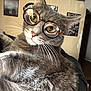 cat, glasses, indoor, gray_fur, whiskers, close_up, pet, relaxed, portrait, feline, cute, animal, domestic, eyewear, curious, cozy, fur, face, home, resting