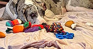 Daisy Mae joined the competition — help win amazing prizes! basket, bed, blanket, brown, collar, cozy, curtain, dog, fabric, gray, great_dane, indoor, pet, plush_toys, resting, rope_toy, sleepy, spotted, toy, white