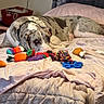 basket, bed, blanket, brown, collar, cozy, curtain, dog, fabric, gray, great_dane, indoor, pet, plush_toys, resting, rope_toy, sleepy, spotted, toy, white