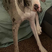 Daisy Mae joined the competition — help win amazing prizes! dog, great_dane, large_dog, mottled_coat, grey_and_white, long_legs, couch, carpet, indoor, pet, animal, laying_down, fur, ears, nose, eyes, looking_up, resting, home, canine