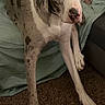 dog, great_dane, large_dog, mottled_coat, grey_and_white, long_legs, couch, carpet, indoor, pet, animal, laying_down, fur, ears, nose, eyes, looking_up, resting, home, canine
