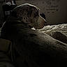 Daisy Mae joined the competition — help win amazing prizes! animal, bed, blanket, butterfly, calm, collar, decor, dim_light, dog, furniture, home, indoor, large_dog, pet, quiet, relaxing, resting, side_view, spotted, wall_text