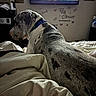 Daisy Mae is registered to the contest to win money with this photo: animal, bed, blanket, butterfly_decor, collar, comfort, couch, dim_lighting, dog, furniture, home, indoor, inspirational_quote, large_dog, pet, relaxed, resting, spotted, television, wall_decor