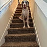 animal, brown, canine, carpet, dog, domestic, great_dane, handrail, home, indoor, light, looking_at_camera, neutral_colors, pet, portrait, sitting, stairs, tongue_out, wall, white