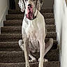 Daisy Mae joined the competition — help win amazing prizes! dog, great_dane, stairs, carpet, indoor, pet, large_dog, animal, sitting, looking_at_camera, tongue_out, white_and_gray, wall, collar, home, portrait, canine, domestic_animal, paw, fur
