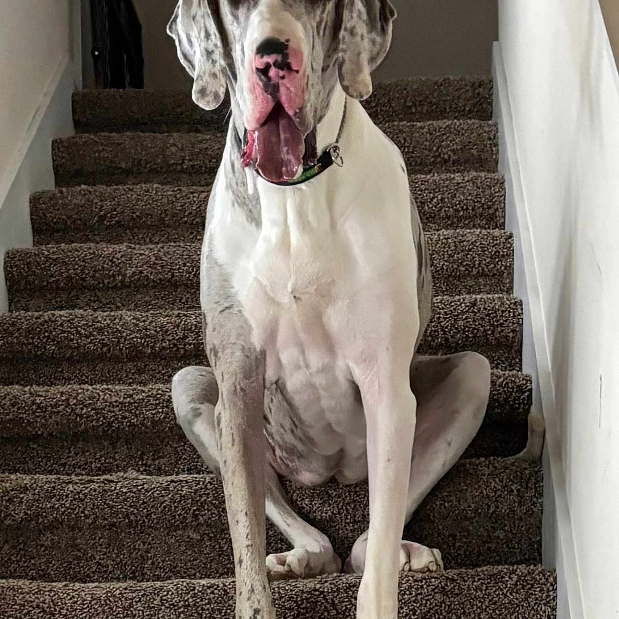 Daisy Mae