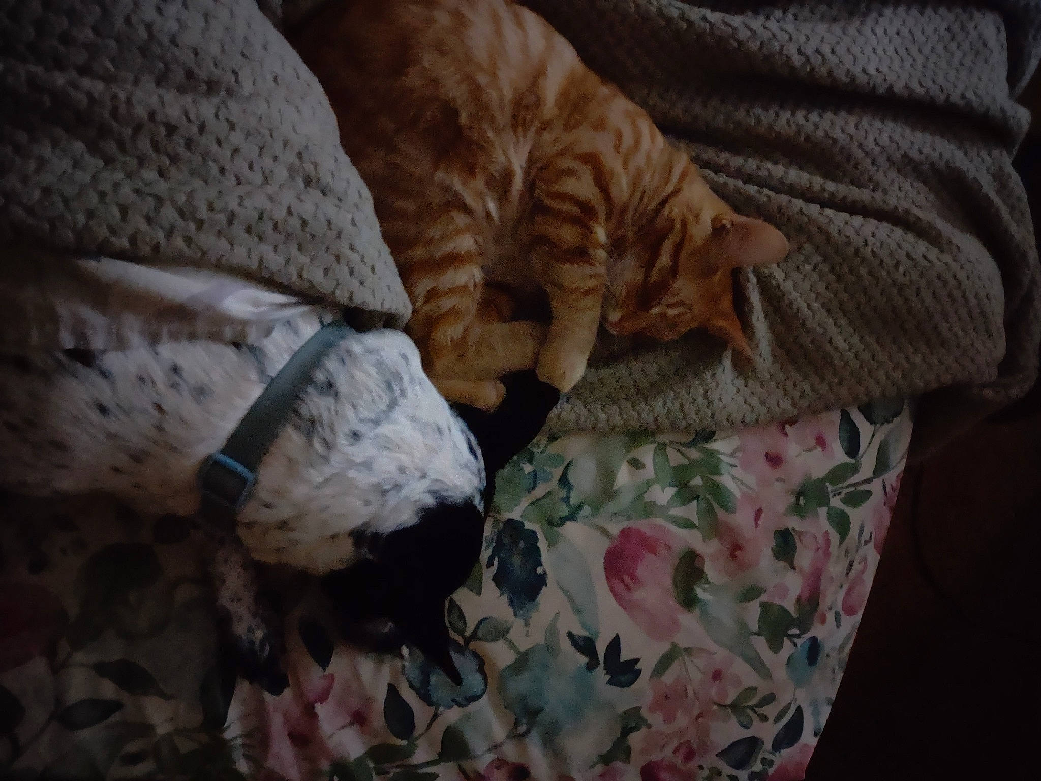 Mitzi Moo Moo is registered to the contest to win money with this photo: bedding, carnivore, cat, claw, comfort, domestic_short_haired_cat, fawn, felidae, flooring, fur, grey, linens, paw, small_to_medium_sized_cats, snout, tail, terrestrial_animal, whiskers, wood, wrinkle