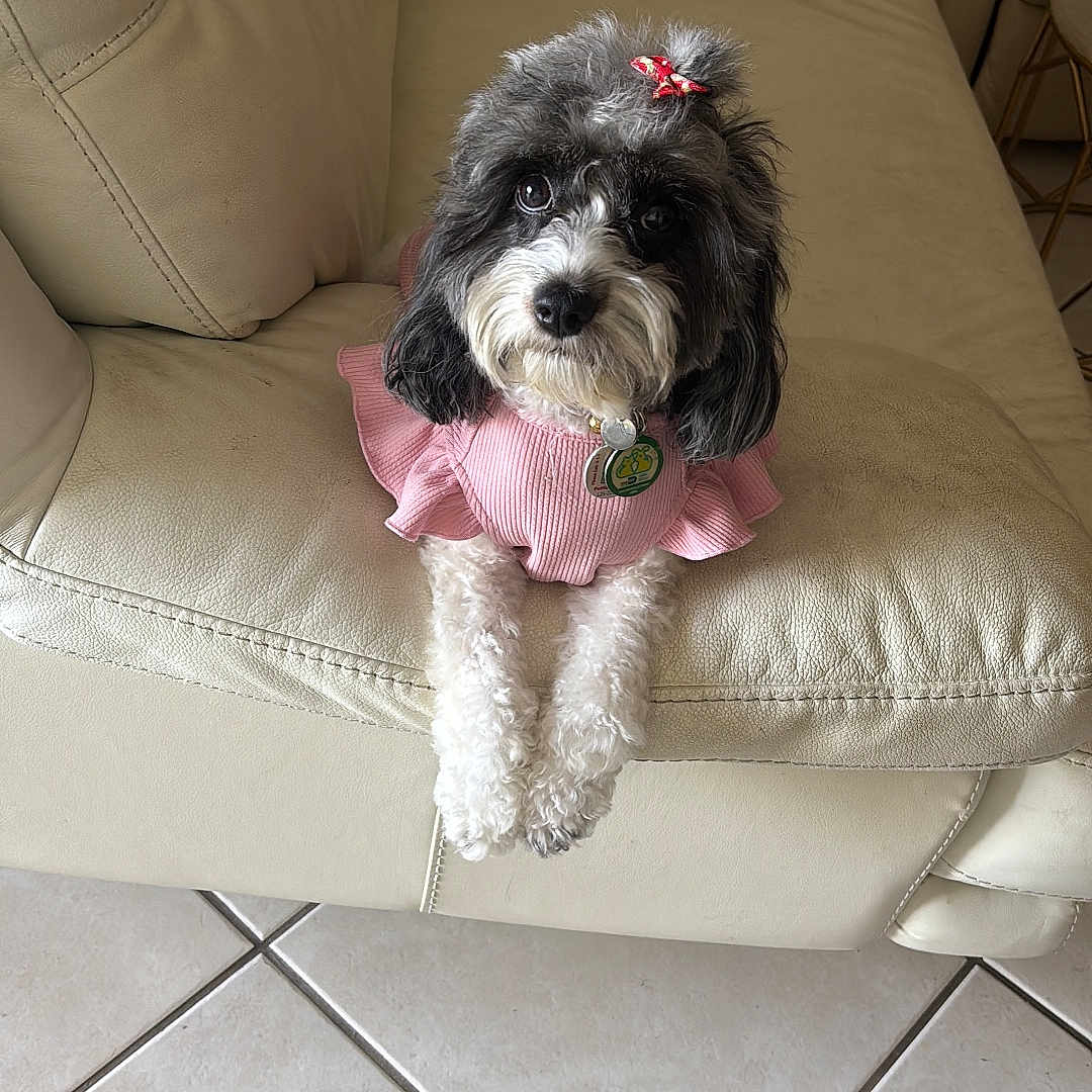 Mila is registered to the contest to win money with this photo: dog, pet, small_dog, pink_clothing, bow, leather_couch, indoor, tile_floor, cute, fluffy, adorable, sitting, looking_up, fur, animal, domestic, companion, home, portrait, cozy