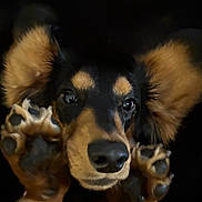 Slim is registered to the contest to win money with this photo: dog, close_up, paws, ears, black_background, cute, pet, animal, face, fur, canine, portrait, whiskers, eyes, snout, muzzle, expression, furry, front_view, playful