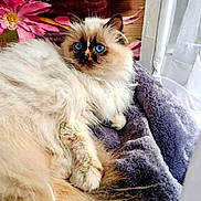 Unïty a rejoint le concours — aidez-le/la à gagner de superbes lots ! cat, fluffy, blue_eyes, indoor, blanket, purple_blanket, window, curtains, flowers, pink_flowers, orange_flowers, wooden_background, cozy, relaxed, pet, feline, long_hair, soft_texture, domestic, resting