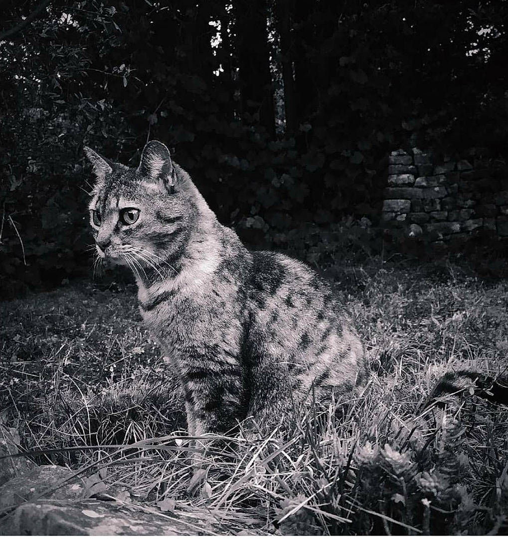 Titi participe au concours pour gagner de l'argent avec cette photo : black, black_and_white, bobcat, carnivore, cat, eye, felidae, grass, lynx, mammal, monochrome, monochrome_photography, photography, small_to_medium_sized_cats, snout, terrestrial_animal, vertebrate, whiskers, wild_cat, wildlife