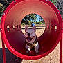 Benny is registered to the contest to win money with this photo: animal, canine, daylight, dirt_ground, dog, happy, harness, leisure, nature, outdoor, park, pet, play, playground, red_tunnel, sunny, tongue_out, trees, tunnel, white_dog