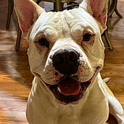 Benny is registered to the contest to win money with this photo: dog, white_dog, happy, smiling, ears_up, indoor, wooden_floor, pet, canine, sitting, close_up, animal, friendly, tongue_out, chair, background, household, domestic, face, portrait