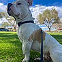 animal, blue_sky, brown_patch, canine, clouds, collar, daylight, dog, fur, grass, leash, mammal, nature, outdoor, park, pet, sitting, snout, trees, white_dog