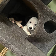Panda is registered to the contest to win money with this photo: puppy, dog, animal, white_fur, black_fur, small_dog, young_animal, pet, paws, nose, eyes, peeking, sleeping_area, fabric, cozy, tunnel, indoors, close_up, cute, portrait