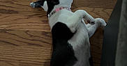 Panda joined the competition — help win amazing prizes! dog, black_and_white, lying_down, belly_up, indoor, wooden_floor, pet, collar, pink_collar, small_dog, relaxed, playful, paws, floppy_ears, spotted_coat, animal, home, furniture, portrait, funny_pose