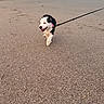Panda is registered to the contest to win money with this photo: puppy, dog, beach, sand, ocean, waves, pier, leash, collar, black_and_white, running, walking, outdoor, coastline, seaside, summer, swimming, shoreline, playful, pet