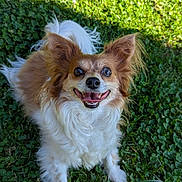 Mini participe au concours pour gagner de l'argent avec cette photo : animal, brown_fur, canine, cute, dog, ears_up, fluffy_fur, friendly, grass, greenery, happy, looking_up, nature, outdoor, pet, small_dog, smiling, sunlight, tongue_out, white_fur