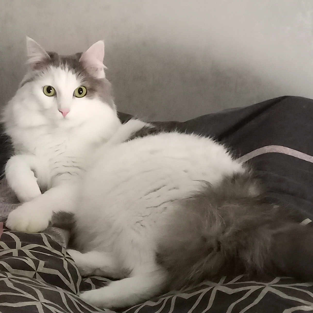 Shamane a rejoint le concours — aidez-le/la à gagner de superbes lots ! animal, bed, blanket, cat, cute, ears, eyes, feline, fluffy, fur, gray, indoor, pattern, pet, portrait, relaxed, resting, tail, whiskers, white