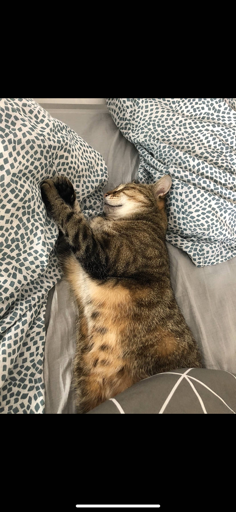 Shupa participe au concours pour gagner de l'argent avec cette photo : cat, claw, comfort, domestic_short_haired_cat, felidae, fur, linens, pattern, paw, room, small_to_medium_sized_cats, tail, terrestrial_animal, whiskers