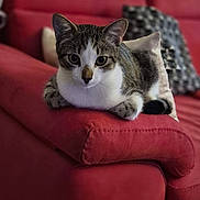 Aura a rejoint le concours — aidez-le/la à gagner de superbes lots ! cat, tabby_cat, white_cat, pet, animal, feline, portrait, sitting, lying_down, sofa, couch, red_furniture, pillows, indoors, home, living_room, whiskers, ears, eyes, relaxed