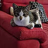 cat, tabby_cat, white_cat, pet, animal, feline, portrait, sitting, lying_down, sofa, couch, red_furniture, pillows, indoors, home, living_room, whiskers, ears, eyes, relaxed