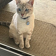 Milky is registered to the contest to win money with this photo: cat, blue_eyes, collar, pet_tag, doormat, outdoor, curious, sitting, light_fur, whiskers, ears, tail, glass_door, concrete, close_up, animal, domestic_cat, feline, front_paws, pet
