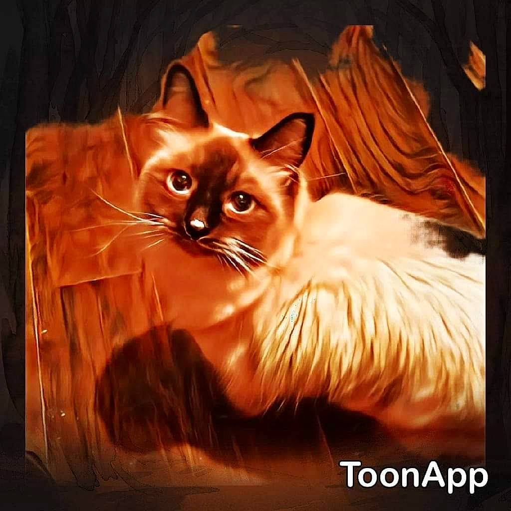 Hades is registered to the contest to win money with this photo: art, box, carnivore, cat, cat_supply, darkness, fang, fawn, felidae, fur, paw, plant, ragdoll, rectangle, small_to_medium_sized_cats, snout, still_life_photography, tail, whiskers