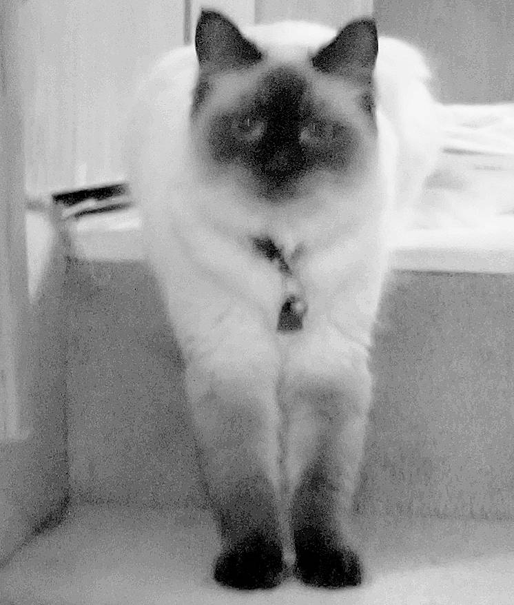 Hades is registered to the contest to win money with this photo: balinese, black_and_white, carnivore, cat, domestic_short_haired_cat, fawn, felidae, flooring, fur, monochrome, monochrome_photography, paw, siamese, sky, small_to_medium_sized_cats, snout, style, tail, thai, whiskers