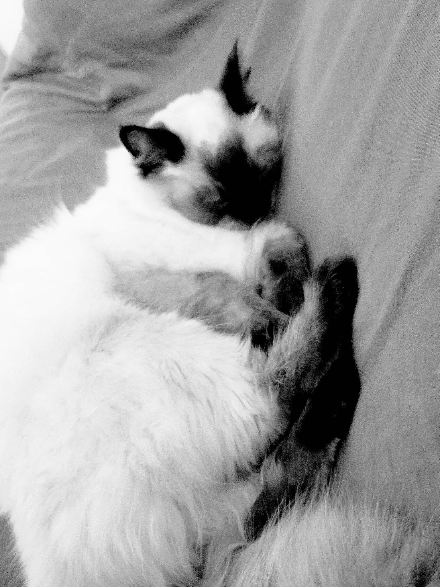 Hades joined the competition — help win amazing prizes! balinese, carnivore, cat, claw, comfort, domestic_short_haired_cat, eye, felidae, fur, head, monochrome, monochrome_photography, paw, siamese, small_to_medium_sized_cats, snout, tail, terrestrial_animal, thai, whiskers