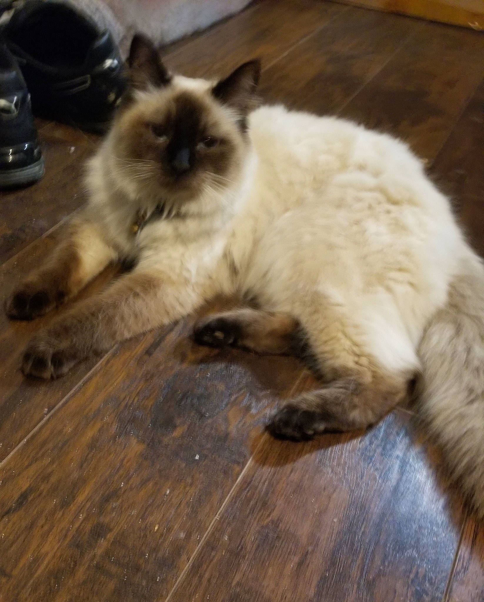 Hades joined the competition — help win amazing prizes! birman, carnivore, cat, comfort, eye, fawn, felidae, floor, flooring, fur, hardwood, plank, siamese, small_to_medium_sized_cats, snout, tail, terrestrial_animal, whiskers, wood, wood_stain