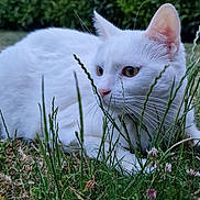 Lisana participe au concours pour gagner de l'argent avec cette photo : cat, white_cat, grass, flower, outdoor, nature, animal, pet, whiskers, closeup, greenery, feline, cute, ears, eyes, muzzle, laying_down, plants, bush, curious