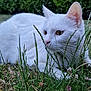 cat, white_cat, grass, flower, outdoor, nature, animal, pet, whiskers, closeup, greenery, feline, cute, ears, eyes, muzzle, laying_down, plants, bush, curious
