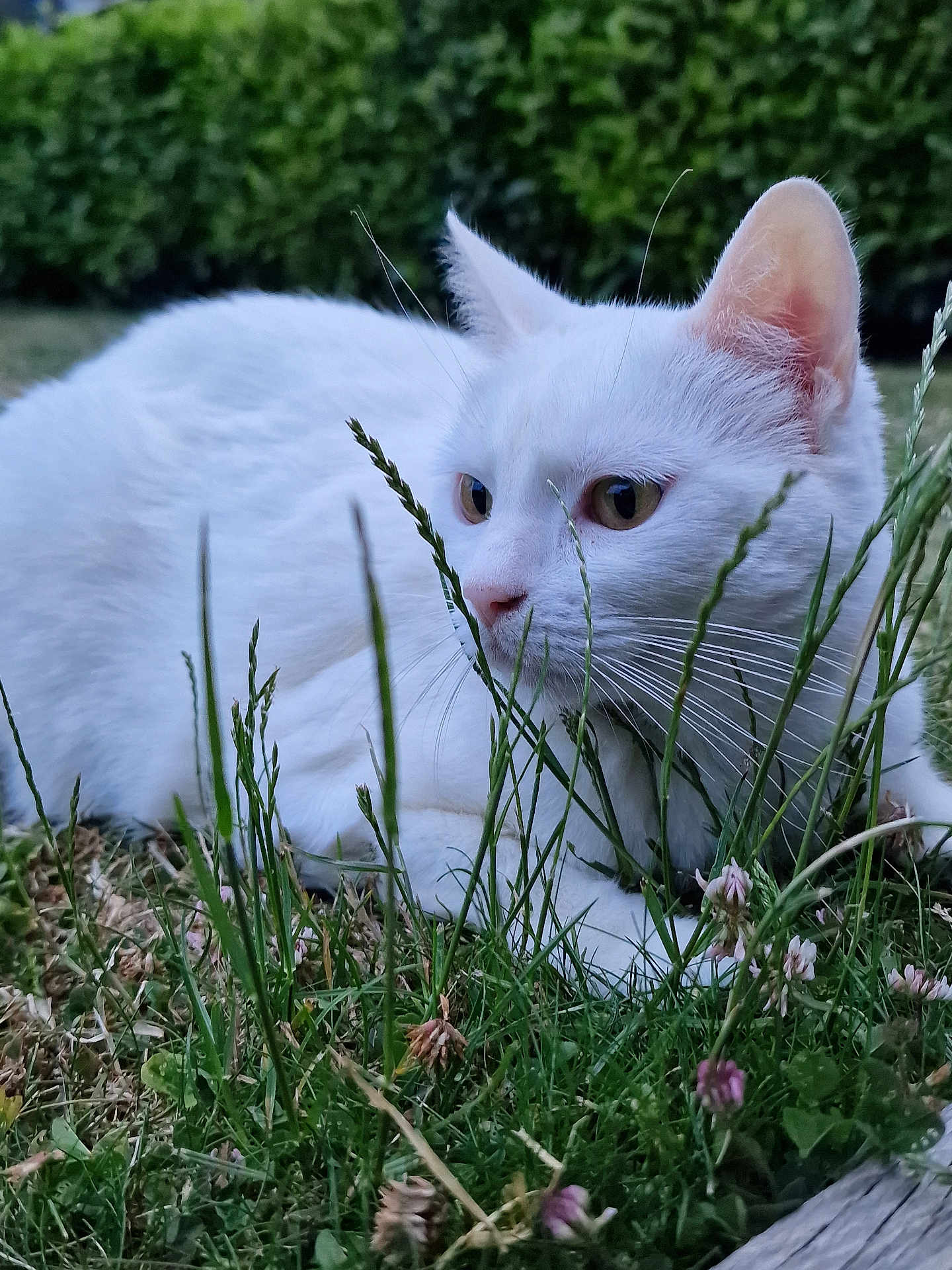 Lisana participe au concours pour gagner de l'argent avec cette photo : cat, white_cat, grass, flower, outdoor, nature, animal, pet, whiskers, closeup, greenery, feline, cute, ears, eyes, muzzle, laying_down, plants, bush, curious
